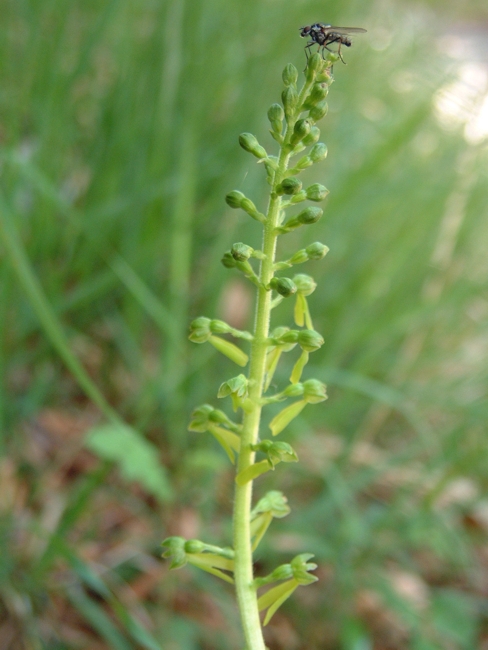 Neottia ovata